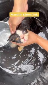 CONDITIONER RIICH MERAWAT MELEMBUTKAN MENGHALUSKAN BULU KUCING