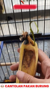 GANTUNGAN BUAH SAYUR PAKAN BURUNG BESI cantolan sangkar pengait pisang apel JAGUNG SOTONG di kandang