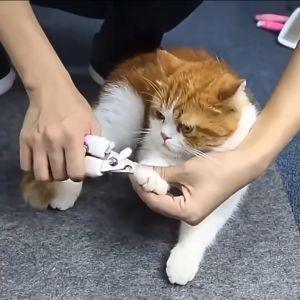 กรรไกรตัดเล็บสัตว์เลี้ยง (แมว สุนัข และสัตว์เล็ก)ทำเล็บ ทำความสะอาดแมวและสุนัข กรูมมิ่งกรรไกรตัดเล็บ สำหรับสัตว์เลี้ยง Pet Care Stores