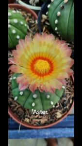 Xương Rồng Aster. Có tặng kèm chậu nhựa nhỏ