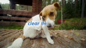 Teekland Pet Ear Drops: A Comprehensive Guide to Ear Infection Solutions & Odor Removal