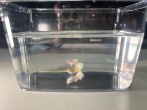 ALBINO PLATINUM WHITE GUPPY PAIR
