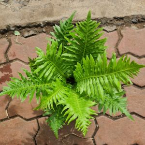 Cây dương xỉ cảnh thái khổng tước để bàn cao 30-35cm cây kiểng lá đẹp lọc được chất độc hại giảm bớt các tia bức xạ từ máy tính