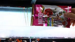 BOOST MICRO PELLET GROWTH & COLOR 60 g. (อาหารสําหรับปลาขนาดเล็ก สูตรเร่งโต และเร่งสี)