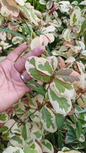 Monaica Snow bush Breynia disticha seedlings tri color