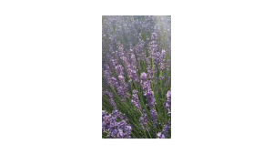 ( 100 Butir ) Benih Biji Lavender French Blue | Lavandula Angustifolia
