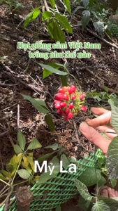 Hạt Giống Sâm Ngọc Linh Lai Châu