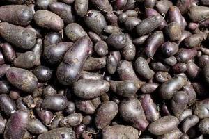 kentang klici kentang hitam fresh murah