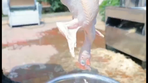 Agrishop Wet Plucking Machine 22" 24" 32" (Heavy Duty) Stainless Steel Chicken Feather Remover Mesin Cabut Bulu Ayam