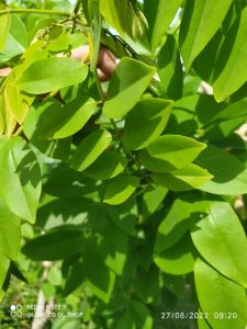 daun Kaliki herbal / 100gram