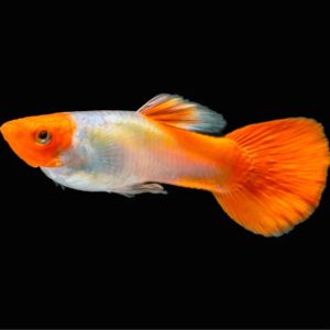 Platinum Koi Guppy (pair)