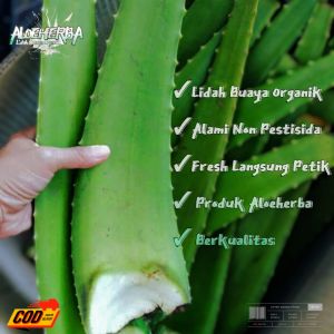 PELEPAH LIDAH BUAYA JUMBO PONTIANAK ( Aloevera Chinensis Alami Tanpa Pestisida )