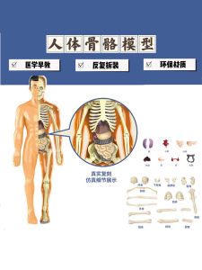 Detachable Assembly Human Body Model Childrens Educational Toys Skeletal Organ Structure STEAM Medical Anatomy Early Education