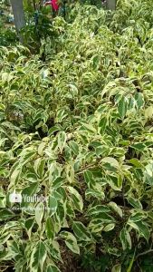 Tanaman Beringin Variegata & Ficus Benjamina Variegata