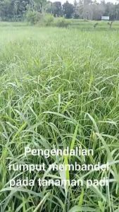 Tabas 400SC 100 ml/Tabas Obat Rumput Padi Sawah