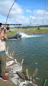 Tornado Set Joran Paradise UL Carbon Solid IM8 + Reel WAR 1000 Kuat Set Pancing Hemat Berkualitas