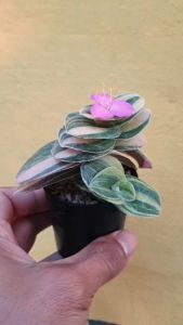 ต้นไม้อวบน้ำ สายใยรัก (ด่างชมพู) ทราเดสแคนเทีย ซิลลามอนทานา Tradescantia sillamontana Matuda