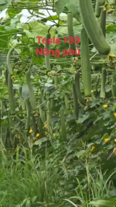 (Gói 100 hạt) Hạt Giống Mướp Hương Lai F1 Tesla139 NÔNG PHÚ