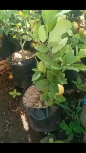 Bibit Jeruk Lemon California Yg Sudah Berbuah