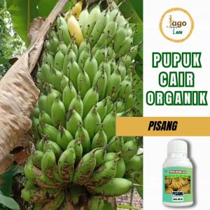 Pupuk Organik Cair Pisang 100 Ml Booster Agar Cepat Berbuah Dan Tumbuh Subur By Jagotani Yogyakarta