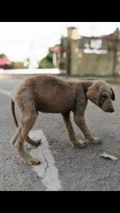 MAMA LIM Natural Herbal Pet Soap Dermatitis Eczema 林妈妈宠物抗菌皂 狗狗皂 皮肤病 湿疹