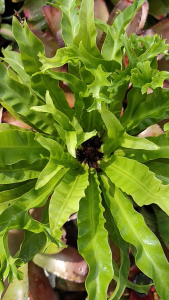 Dương xỉ đuôi cá chậu nhựa cứng - Asplenium Leslie tán 40 cm