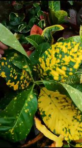 Puring Goldenstar