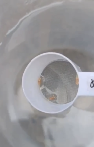 Mini Fishing Net Special Use For All The Baby Fish Easy To Feed