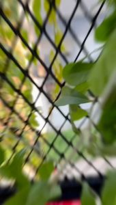 Sandal Slipper Slop Anak Laki Slip On Bayi Balita Karakter Usia TK 1 2 3 4 5 Tahun Porto 1023 MERAH