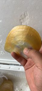 Natural Pearl Shell Polished Yellow Butterfly Shell Seafood Plate Jewelry Decoration Creative Home Decor Shell Craft