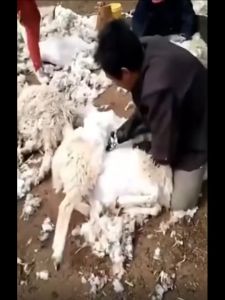 6 Speeds 690W Alat Cukur Domba Alat Cukur Bulu Domba Alat Potong Bulu Domba Alat Cukur dan Potong Bulu Domba Listrik