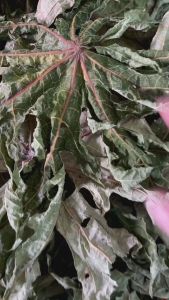 Một Ký lá đu đủ đực phơi khô NHÀ LÀM THU HÁI TỰ NHIÊN CHO SỨC KHOẺ MỌI NGƯỜI