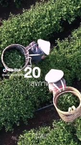 WINK WHITE MATCHA (15 Sachet ) / W MATCHA LATTE ( 10 Sachet ) HALAL 0% SUGAR THAILAND MATCHA Control weight / Reduce fat