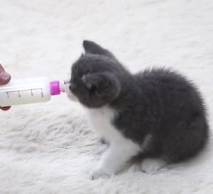 Furiri 150ml Puppy Kitten Dog Cat Feeding Bottle Set Pet Nursing Bottle Feeder Milk Bottle Set Botol Susu Anak Kucing