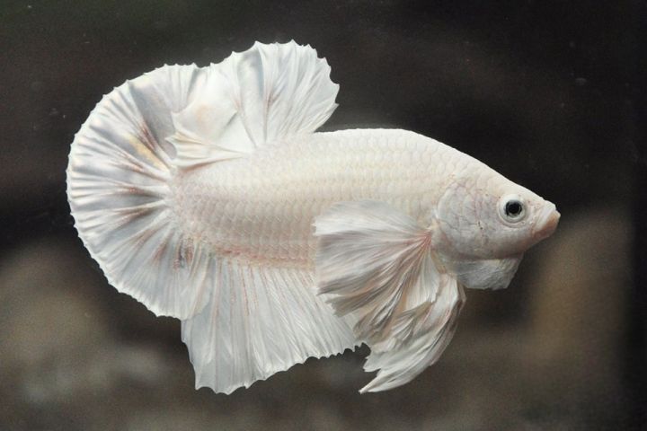 Platinum White Dumbo HMPK Betta fish Male Female Betta Fish Pair