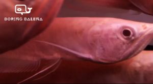 BRBN Albino Silver Arowana - Arowana Fish - Albino Fish - Ikan Kelisa - Aquarium Freshwater Fish / Ikan Air Tawar