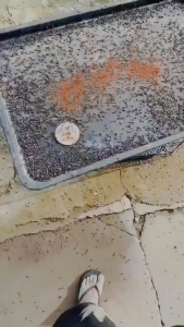 1 ซองสามารถฆ่าแมลงวันได้10000ตัว ผงกำจัดแมลงวัน ไม่มีรสชาติ หยื่อที่ดึงดูดแมลงวันดีที่สุด นสัมผัสตาย ได้ผล100%ผงไข่เน่า