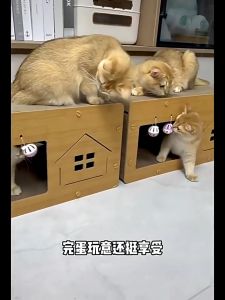 2In1 บ้านแมวกระดาษ กล่องบ้านของน้องแมว ขนาดละ 3-4 ตัว สำหรับการเตียงแมว