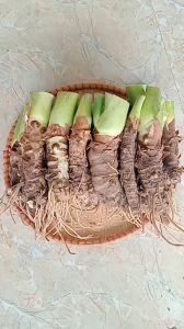 100 củ bạc hà núi giống trồng cảnh công trình