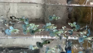 Blue Flower Dumbo Guppy Fish(Male Only)/ Livefish/ Freshwater/ 蓝花大耳孔雀鱼