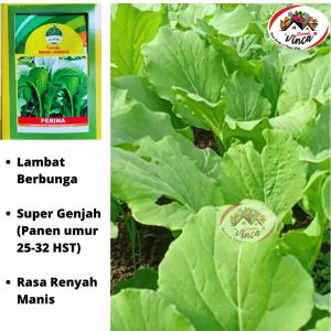 Benih Bibit Biji Sayur Sawi Manis FERINA 20g Cap Kujang Caisim Hijau