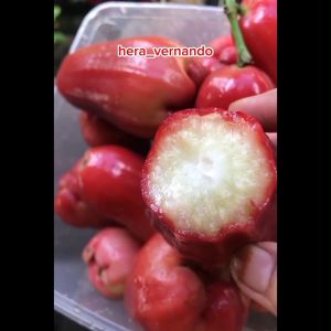 BIBIT JAMBU AIR KING CITRA