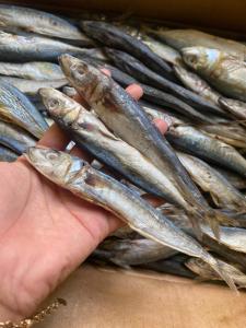 Ikan Asin Layang/Ikan Asin Klotok