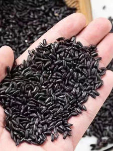 Shanxi Special Black Rice Fresh Edible Fragrant Rice Porridge New Rice Grains Whole Grain Rough Rice Grinding Homestead Grains