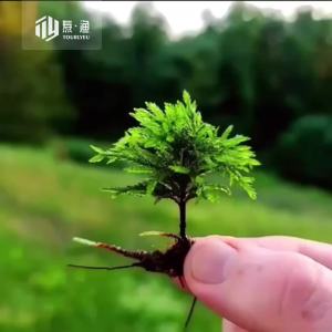 【形态优美】万年藓水草苔藓棕榈莫斯鲜活苔藓鱼缸水族箱生态瓶雨淋缸造景水草