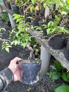 CÂY KHẾ NHẬT BON SAI ĐỂ BÀN