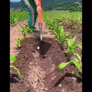 Cuốc Vun Ngô Vun Luống CN-13 cm 17cm Dụng Cụ Làm Tơi Xốp Đất Vun Đậu Ngô Xới Cỏ