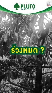 พลูโตไบโอกรีน + เคโตร เซตสารปรับปรุงดินและสารสกัดเพื่อบำรุงดอกและผล