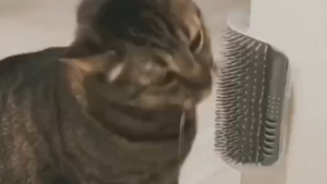 Cat Scratcher Berperekat / Sikat Bulu Kucing / Nyaman Untuk Kucing Indoor