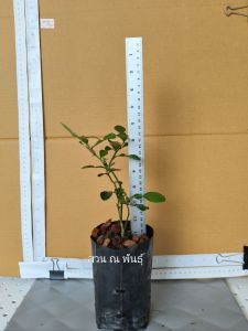 ต้นมะกรูดเพาะเมล็ด organic